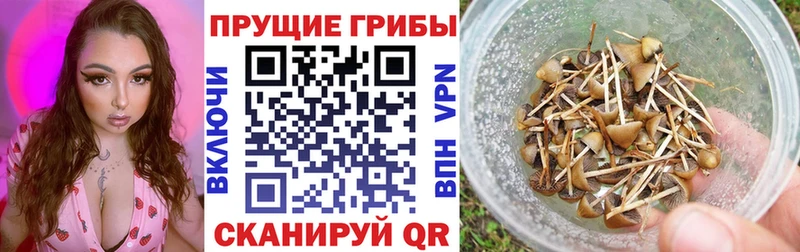 купить наркотики сайты  Ивдель  Псилоцибиновые грибы мицелий 